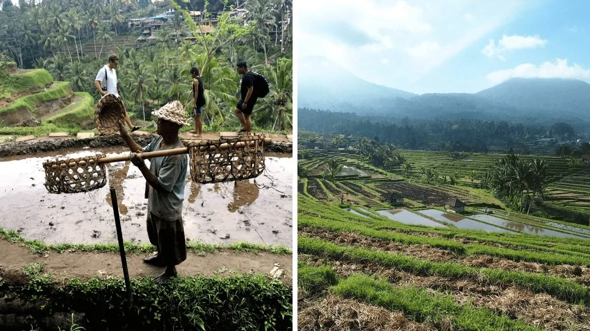 Bo wyspa Bali pachnie ryżem… – tarasy ryżowe Tegalalang i Jatiluwih na Bali