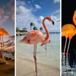 Flamingi na Arubie – cała prawda, którą musisz wiedzieć przed przyjechaniem na wyspę. Nie daj się nabrać!