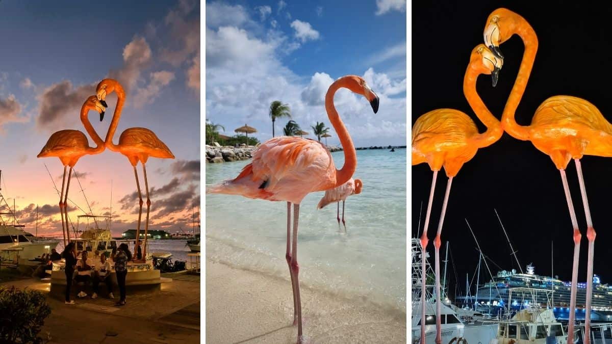 Flamingi na Arubie – cała prawda, którą musisz wiedzieć przed przyjechaniem na wyspę. Nie daj się nabrać!